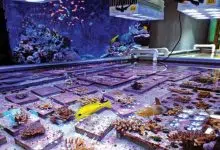Los científicos aceleran la evolución de los corales de la Gran Barrera de Coral