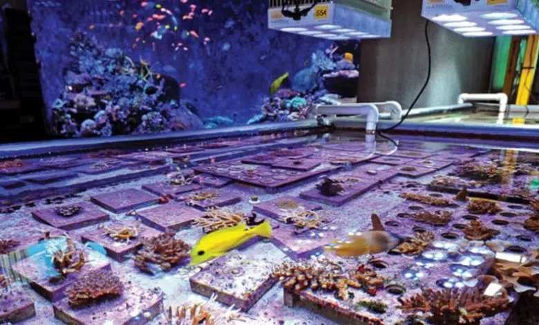 Los científicos aceleran la evolución de los corales de la Gran Barrera de Coral 1 Los científicos aceleran la evolución de los corales de la Gran Barrera de Coral