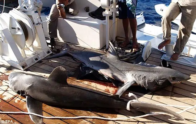 Los factores ambientales alguna vez convirtieron a los tiburones inofensivos en asesinos 1 Los factores ambientales alguna vez convirtieron a los tiburones inofensivos en asesinos