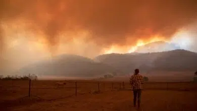 Los incendios duplican las emisiones de carbono de Australia, y es posible que los ecosistemas nunca lo absorban