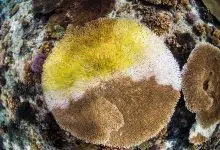 Los probióticos pueden ayudar a salvar el coral sobrecalentado