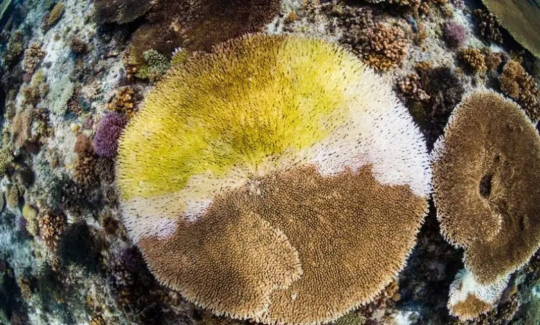 Los probióticos pueden ayudar a salvar el coral sobrecalentado 1 Los probióticos pueden ayudar a salvar el coral sobrecalentado