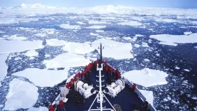 Mamífero marino del Ártico nada hacia el micrófono