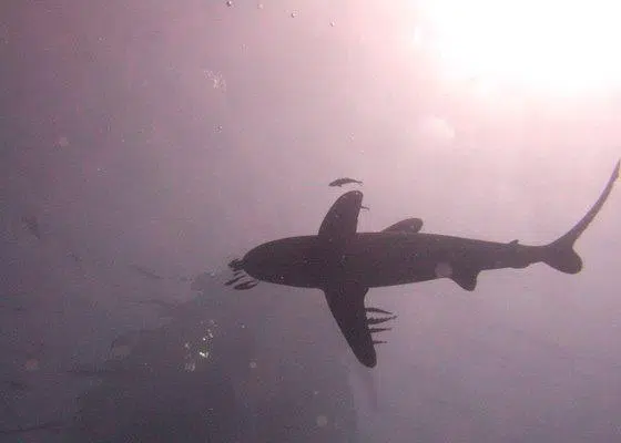 Mercado de ecoturismo en la mira de Marruecos y Egipto 1 shark in egypt