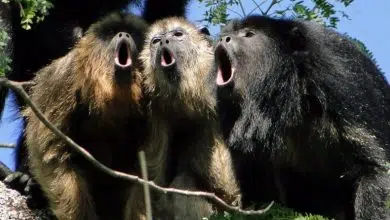 Monos aulladores intercambian testículos por decibelios