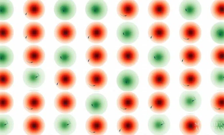 Neurociencia Estos investigadores están poniendo crías de moscas en realidad virtual.Un nuevo sistema llamado PiVR crea un entorno artificial de trabajo para pequeños animales como larvas de pez cebra y moscas de la fruta. La asequibilidad del sistema podría ayudar a expandir la investigación sobre el comportamiento animal, dicen los desarrolladores. ...5 de octubre de 2023 - Macarena Carrizosa y Sophie Bushwick 1 Neurociencia Estos investigadores están poniendo crías de moscas en realidad virtual.Un nuevo sistema llamado PiVR crea un entorno artificial de trabajo para pequeños animales como larvas de pez cebra y moscas de la fruta. La asequibilidad del sistema podría ayudar a expandir la investigación sobre el comportamiento animal, dicen los desarrolladores. ...5 de octubre de 2020 - Macarena Carrizosa y Sophie Bushwick