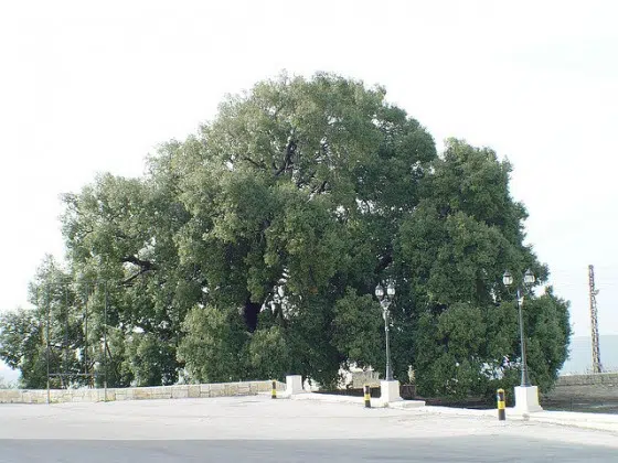 ONG libanesa cultiva especies antiguas para limpiar la tierra firme 1 1500-year-old Lebanese oak tree