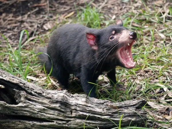 Otra enfermedad golpea al demonio de Tasmania 1 Otra enfermedad golpea al demonio de Tasmania