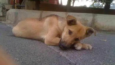 Perro callejero asesinado a tiros en Líbano 8 Perro callejero asesinado a tiros en Líbano