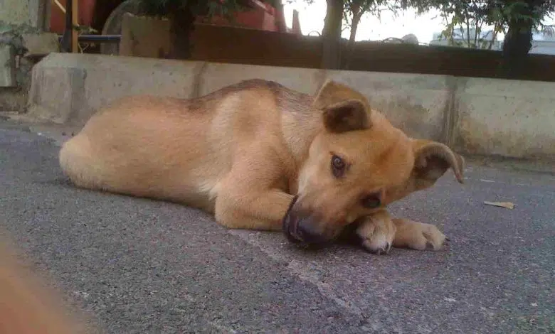 Perro callejero asesinado a tiros en Líbano 1 Perro callejero asesinado a tiros en Líbano