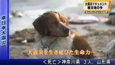 dog japan nuclear meltdown
