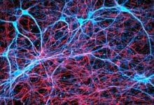 Perspectivas más profundas sobre cómo se forman los recuerdos