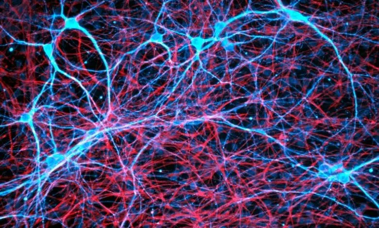 Perspectivas más profundas sobre cómo se forman los recuerdos 1 Perspectivas más profundas sobre cómo se forman los recuerdos