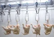 factory chickens arsenic