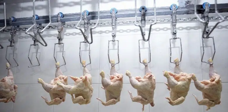Pollos alimentados con arsénico: ¡cuidado! 1 factory chickens arsenic