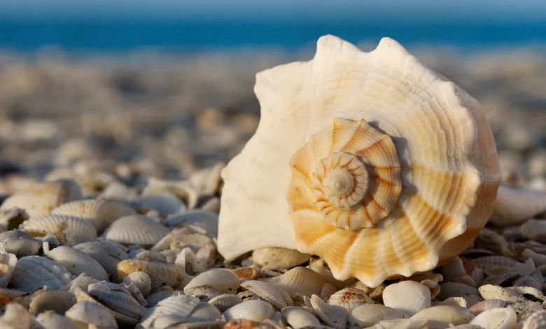 Por qué cada vez es más difícil encontrar conchas marinas junto al mar 1 Por qué cada vez es más difícil encontrar conchas marinas junto al mar