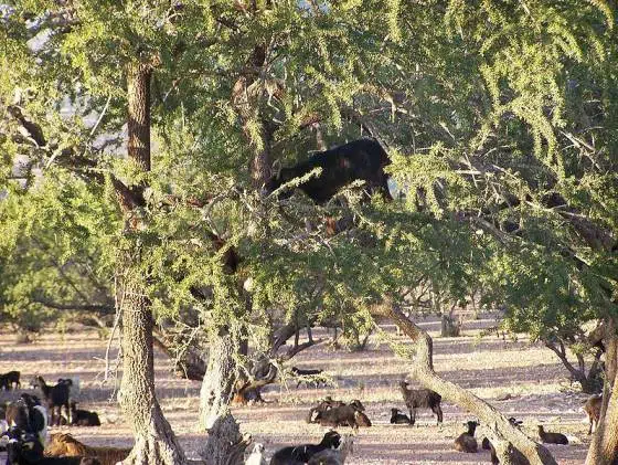El aceite de argán ahora se produce en Israel 1 Principales destinos de vida silvestre en el norte de África