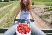 hamutal dotan srawberries
