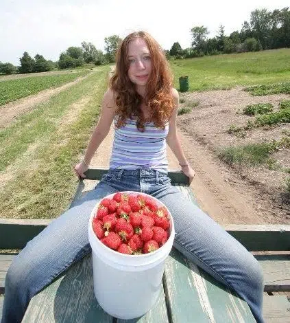 Receta de Mermelada de Fresa Casera - Green Prophet 1 hamutal dotan srawberries