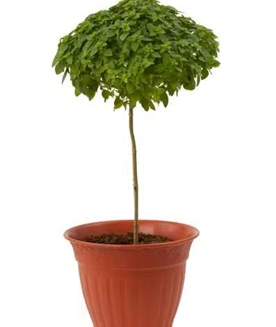 Tecnología israelí crea árbol de albahaca 1 basil tree picture israel