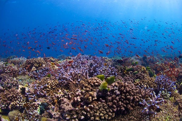 Los arrecifes más ricos: ¿recolectar o no recolectar? 4 1660785569 633 Los arrecifes mas ricos ¿recolectar o no recolectar