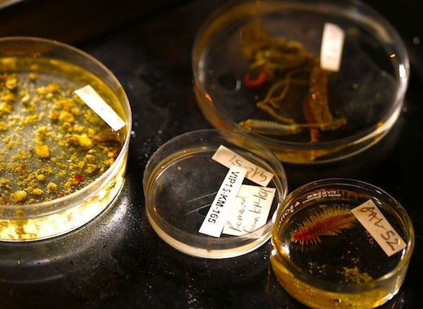 Los arrecifes más ricos: ¿recolectar o no recolectar? 3 1660785569 950 Los arrecifes mas ricos ¿recolectar o no recolectar