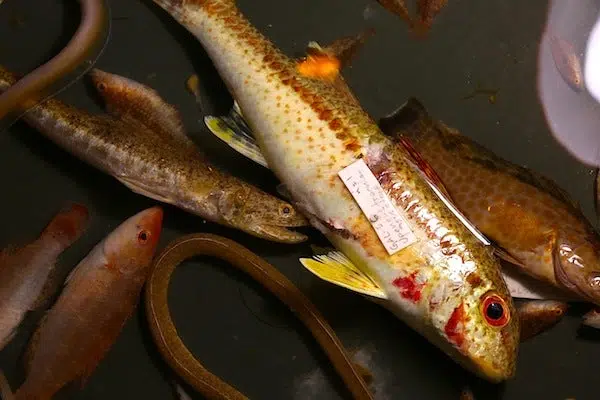 Los arrecifes más ricos: ¿recolectar o no recolectar? 1 Los arrecifes más ricos: ¿recolectar o no recolectar?