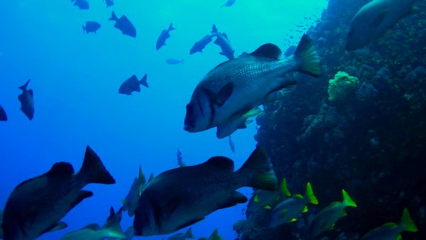 El arrecife de coral más rico: ¿dónde se han ido todos los depredadores? 2 1661047510 752 El arrecife de coral mas rico ¿donde se han ido