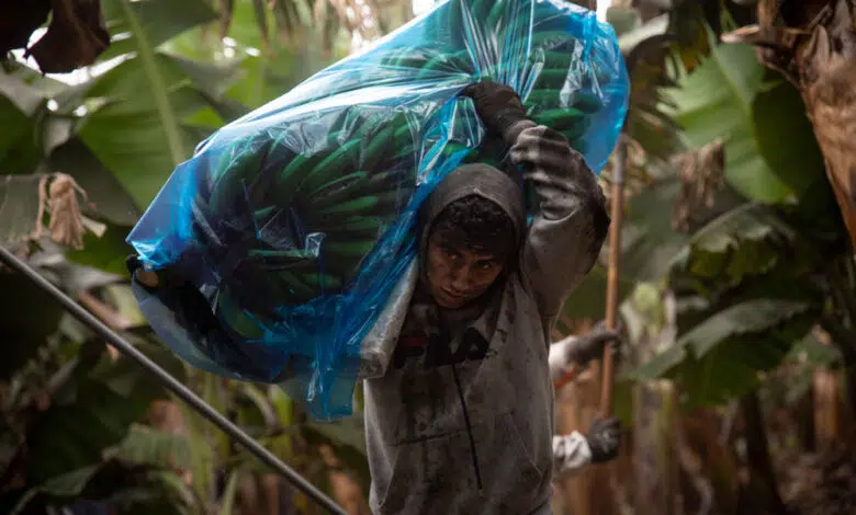 Nueva colada de lava llega al mar en La Palma 1 Nueva colada de lava llega al mar en La Palma