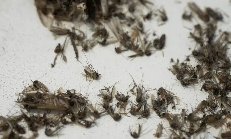 Illinois reporta la primera muerte por el Nilo Occidental este año 1 Illinois reporta la primera muerte por el Nilo Occidental este año