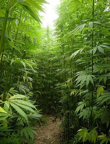 50,000 granjas en macetas en California están drenando ríos 1 50,000 granjas en macetas en California están drenando ríos