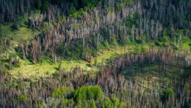 A medida que se queman los bosques, surge un enigma climático en el extremo norte