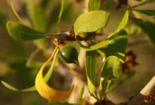 image-argan-fruit