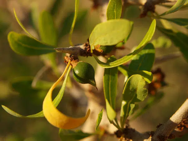 Aceite de argán: los expertos estiman alrededor de 20,000 árboles en Israel 1 image-argan-fruit