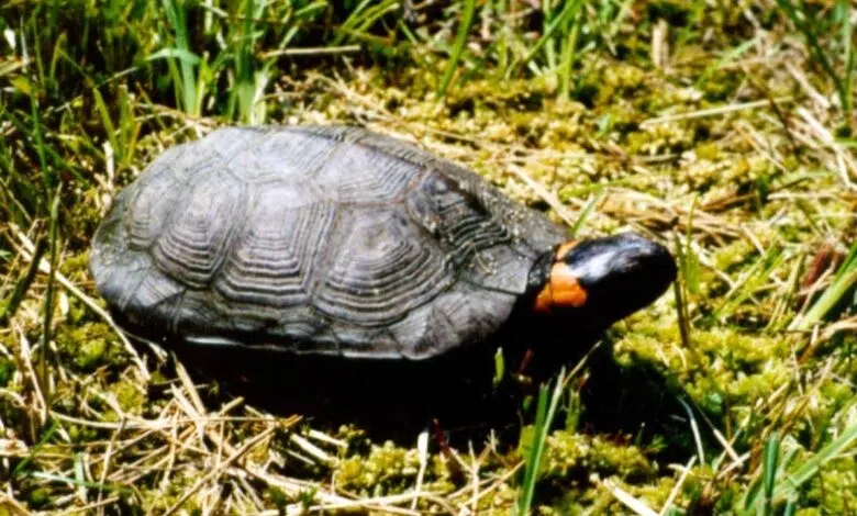 Atlas de tortugas de Connecticut - Scientific American 1 Atlas de tortugas de Connecticut - Scientific American