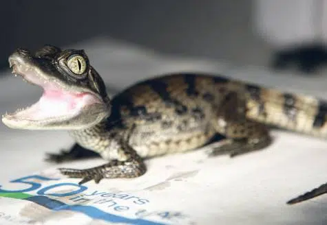 Bebé cocodrilo Harry muere en Dubai: ¿Otro caso de crueldad animal? 1 harry crocodile dubai