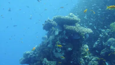 Científicos jordanos e israelíes colaboran para investigar y proteger el Golfo de Aqaba 8 Científicos jordanos e israelíes colaboran para investigar y proteger el Golfo de Aqaba