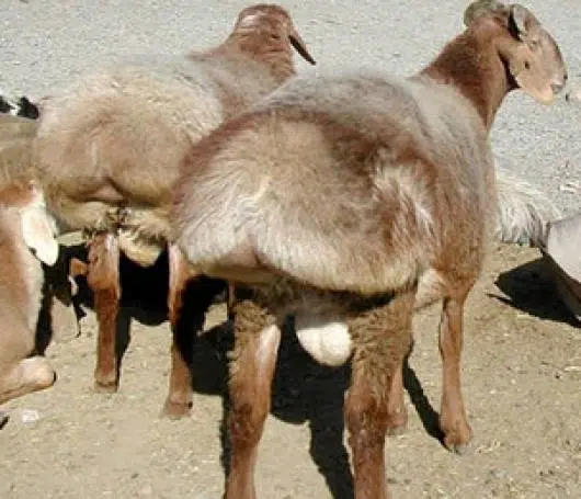 Cola de oveja gorda alya es antigua shmaltz del medio oriente 1 image-fat-tailed-sheep