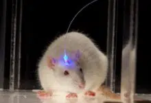 Cómo hacer que los ratones alucinen