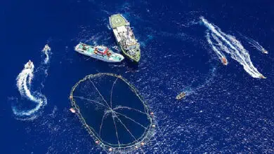 Conflicto entre activistas de Greenpeace y pescadores de atún azul del Mediterráneo 7 Conflicto entre activistas de Greenpeace y pescadores de atún azul del Mediterráneo