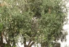 syrian olive tree