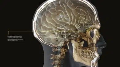 Construyendo implantes cerebrales para el olfato