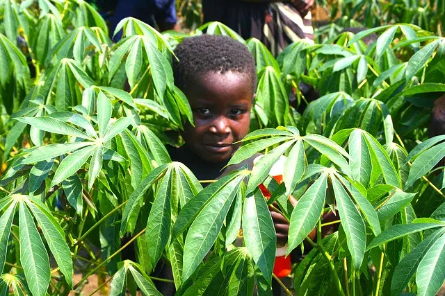 De hecho, podríamos alimentar a 10 mil millones de personas.Eso es todo 1 agriculture, land grabs, organic agriculture, slow food movement, sustainable agriculture, population