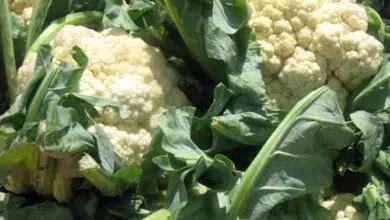 image-cauliflower-with-leaves