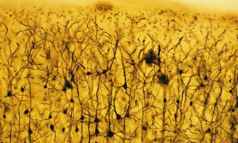 Descifrando el lenguaje de las neuronas 1 Descifrando el lenguaje de las neuronas