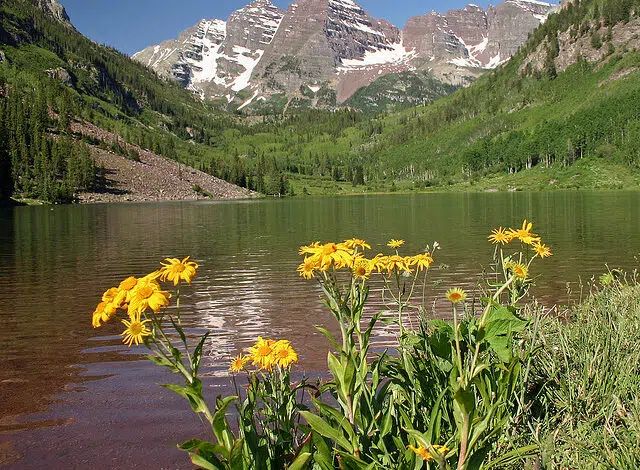 Eden Vardy planta un árbol sostenible en Aspen 1 "aspen colorado permaculture"