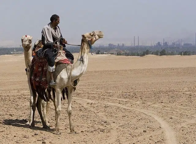 El 80% de Oriente Medio y África están preocupados por el cambio climático 1 middle east camel climate change