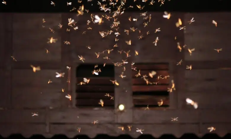 El ADN en el aire puede clasificar los insectos ocultos que nos rodean 1 El ADN en el aire puede clasificar los insectos ocultos que nos rodean