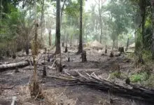 El Congo de África podría perder franjas de bosque