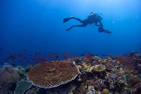 El arrecife de coral más rico: ¿dónde se han ido todos los depredadores? 1 El arrecife de coral más rico: ¿dónde se han ido todos los depredadores?